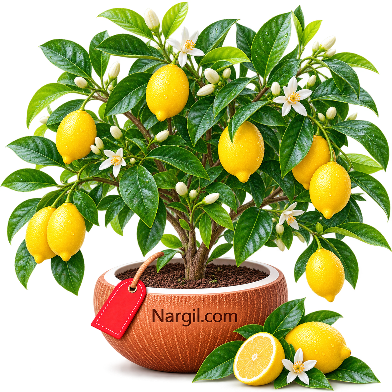 Nargil_Citrus Limon